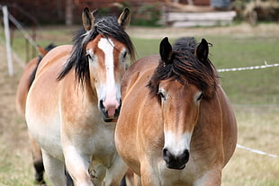 three horses beside fence HD wallpaper