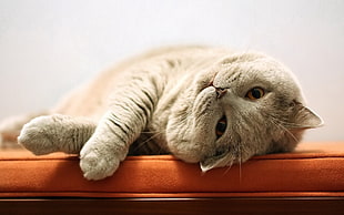 gray cat on brown cushion