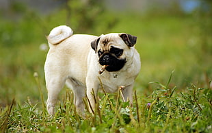 fawn pug with tobacco HD wallpaper