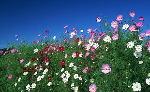 pink and red flower field