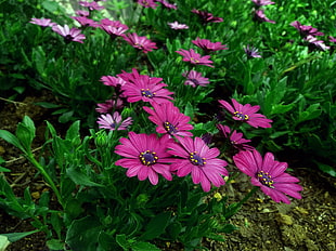 closeup photography of pink Osteospermum flowers