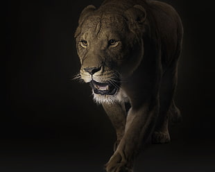 lion poster HD wallpaper