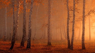 brown forest digital wallpaper, forest, nature, sunlight, trees