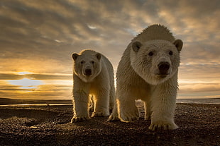 two Polar bears walking on field