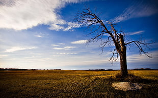 withered tree, landscape HD wallpaper