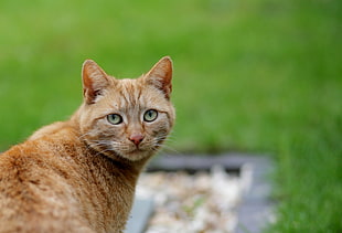 orange tabby cat on green grass field HD wallpaper