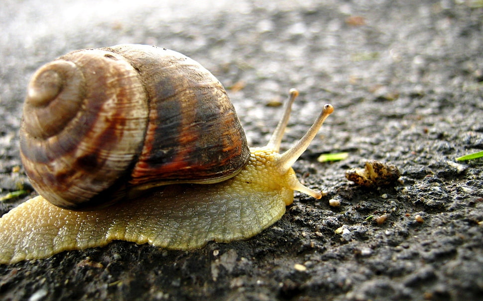 close-up photo of brown snail HD wallpaper