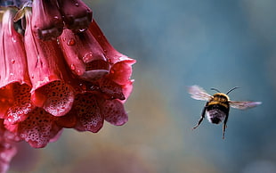yellow and black bee, flowers, bumblebees, bees, dew HD wallpaper
