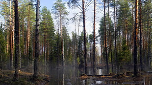 forest illustration, nature, forest, trees, river