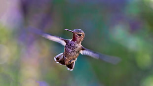 Bee Hummingbird focus photography HD wallpaper