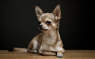 photo of gray Chihuahua lying on floor HD wallpaper