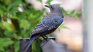 gray and blue bird standing on black railing, blue rock thrush, rock thrush HD wallpaper