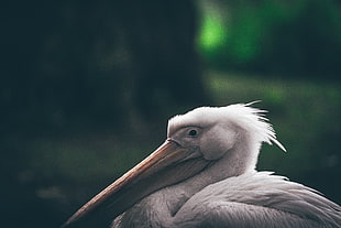 closeup photo of pelican HD wallpaper