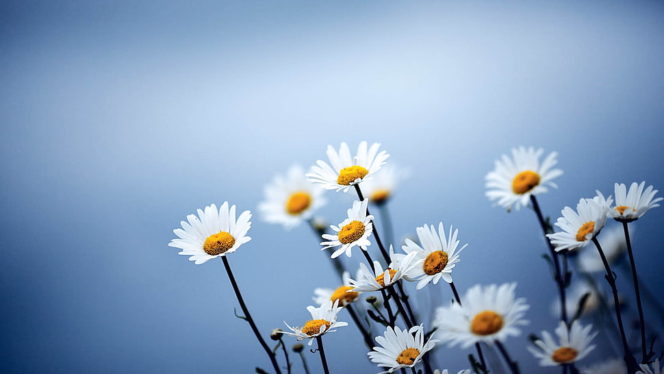 shallow focus photography of white dasies HD wallpaper