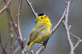 yellow and black bird on tree trunks, warbler HD wallpaper