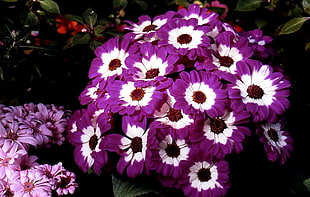bouquet of purple Gerbera flower HD wallpaper