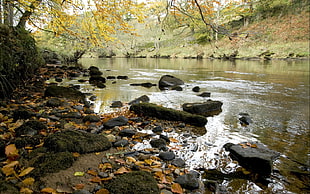 stream and trees