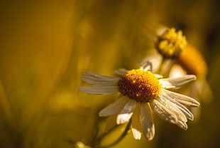 close-up photo of white daisy HD wallpaper