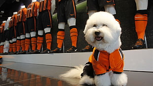 white puppy near orange jersey shirt HD wallpaper