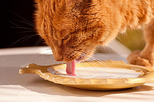 orange tabby cat drinking milk HD wallpaper