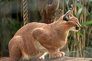 brown lynx