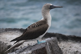focus photography of Blue-footed booby