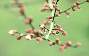 pink cluster flower bud with dewdrops in close up photography HD wallpaper