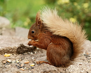 brown squirrel eating nuts HD wallpaper