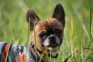 brown and black Chihuahua, dog, animals HD wallpaper