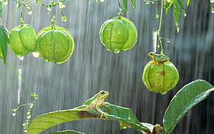 green hanging plants, photography, green, frog, rain HD wallpaper