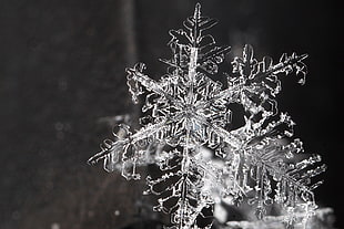 snow flakes photo HD wallpaper