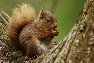 brown squirrel on top tree HD wallpaper