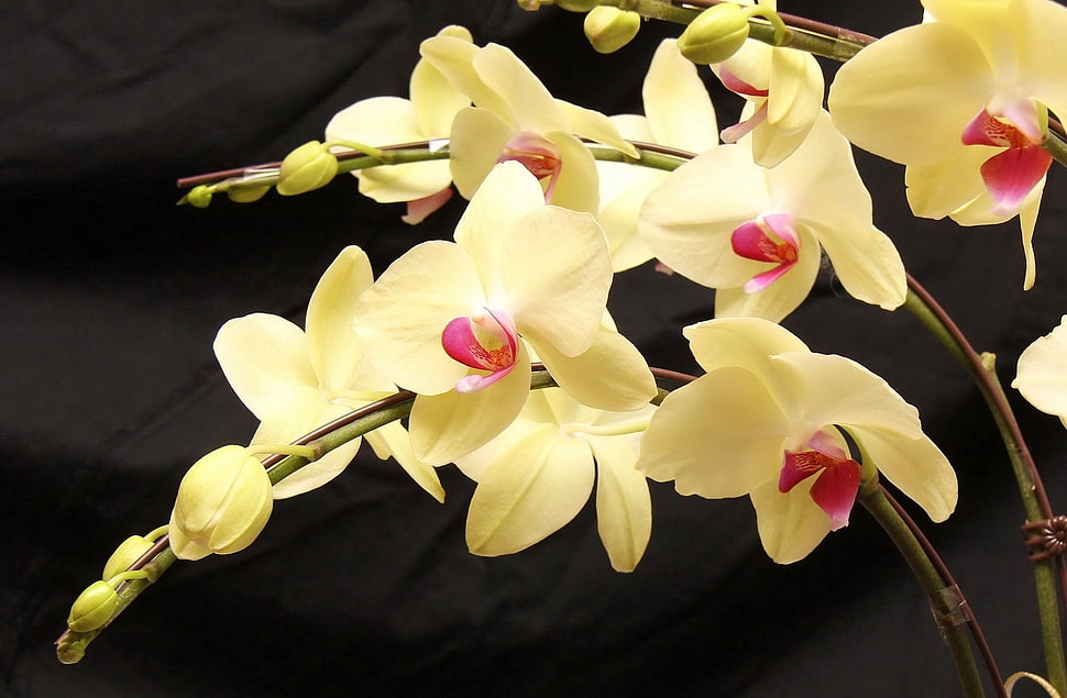 yellow Orchids HD wallpaper