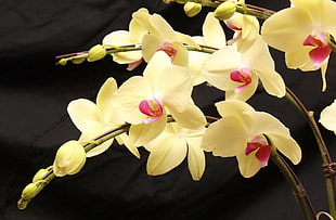 yellow Orchids HD wallpaper