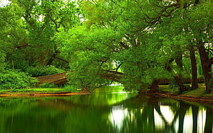 body of water, green, bridge, trees HD wallpaper