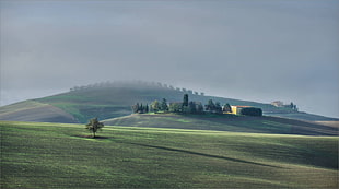 green grass, nature, landscape