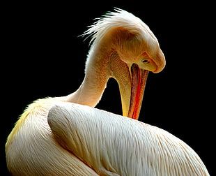 white Pelican close up photography HD wallpaper