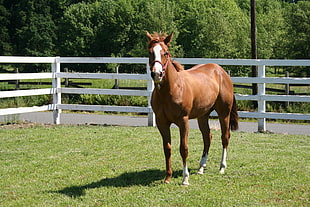 brown and white horse in barn