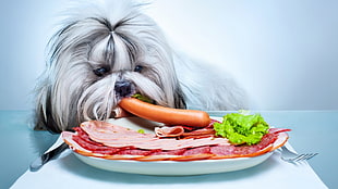 dog eating sausage illustration, animals, dog, pet, food HD wallpaper