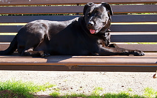 black short-coated dog lying on bench during daytime HD wallpaper