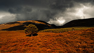 selective color photo of tree surrounded plant under cloudy sky