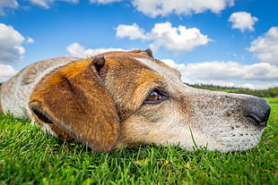 Redtick Coonhound lying on grass field HD wallpaper