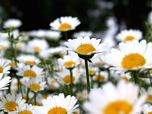 selective focus photography of bed of white daisy flower, chrysanthemum