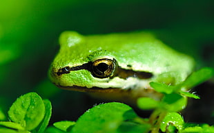 green and black frog HD wallpaper