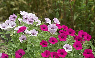purple and pink petunia flowers HD wallpaper