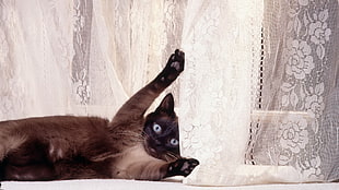 Siamese cat playing with the floral curtain
