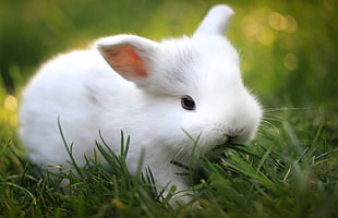 white rabbit eating grass