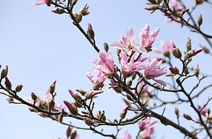 pink petaled flowers photo