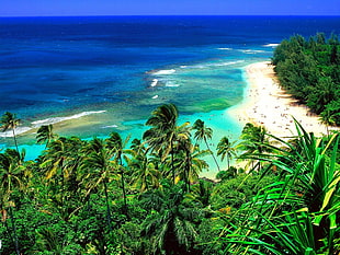 body of water and palm trees, sea, beach