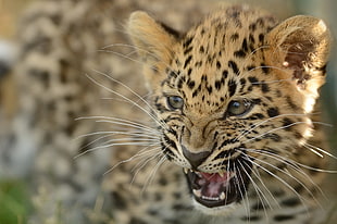 leopard crowling